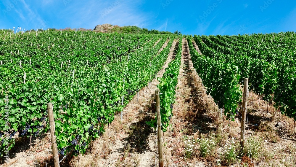 Weinberg und Weinanbau, Weintrauben vor der Lese