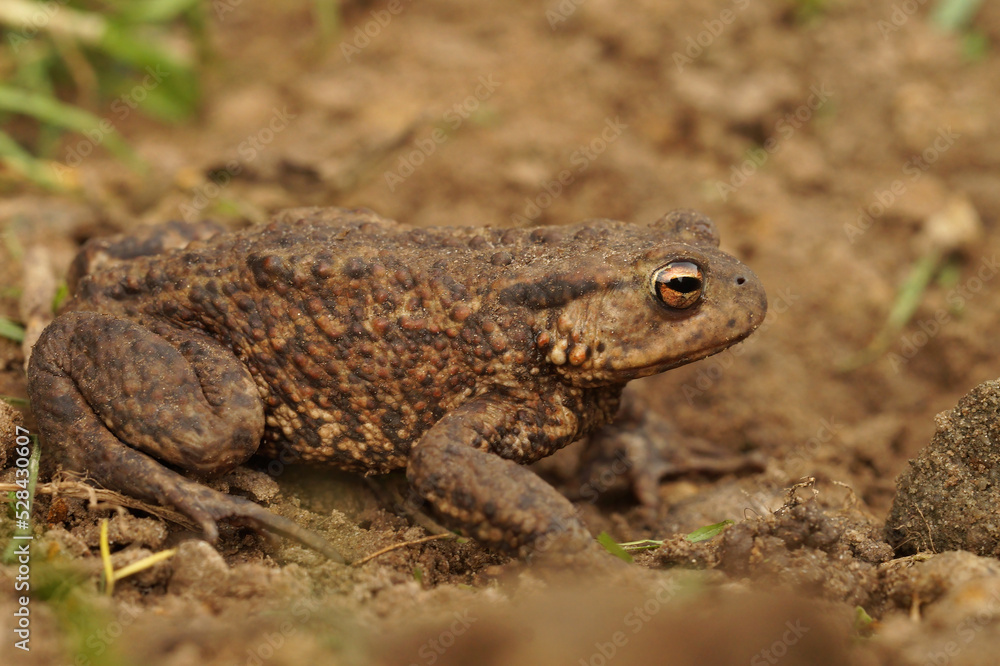 Closeup on a female European common toad, Bufo bufo sitting on the ground in the garden Closeup on a female European common toad, Bufo bufo sitting on the ground in the garden