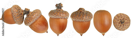 Acorns seamless pattern. Decorative background from acorns.