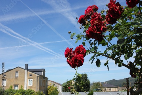 chemtrails in a summer blue sky