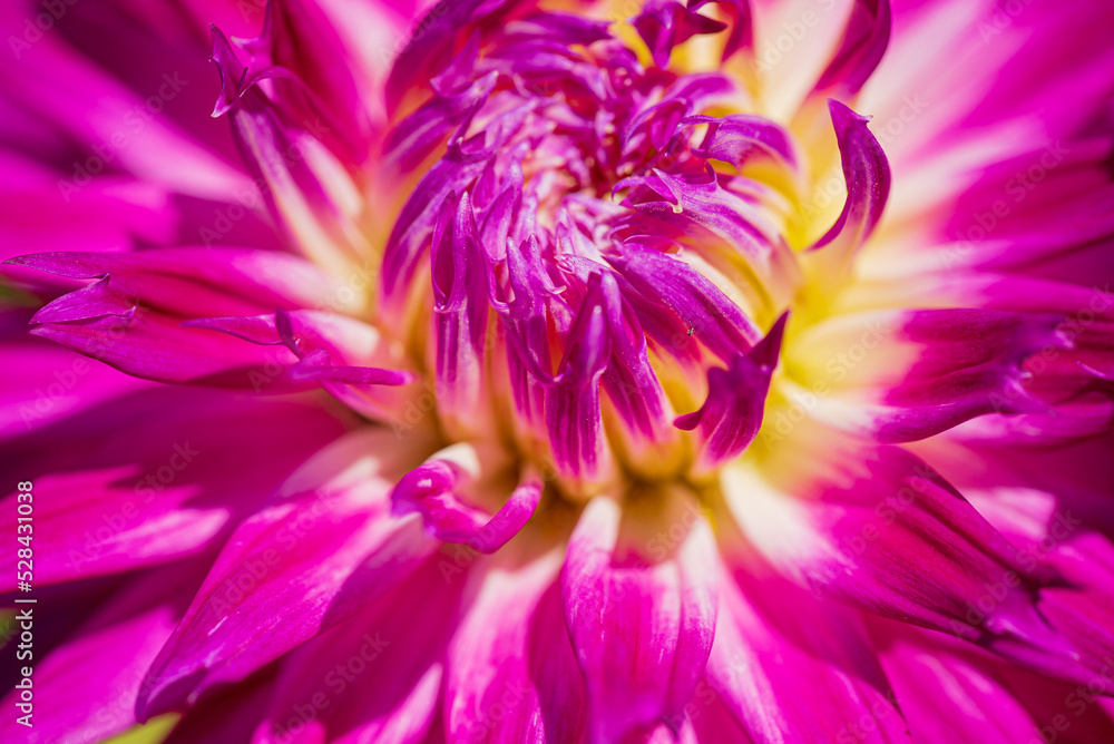 nice dahlia in the garden nice dahlia in the garden