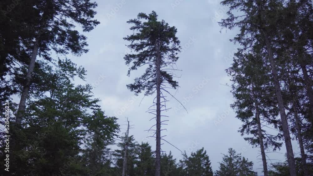 A lone tree in the woods sways in the wind during sunset. Black Forest, Germany. Sky turns from light to dark in a 17 second timelapse. A lone tree in the woods sways in the wind during sunset. Black Forest, Germany. Sky turns from light to dark in a 17 second timelapse.