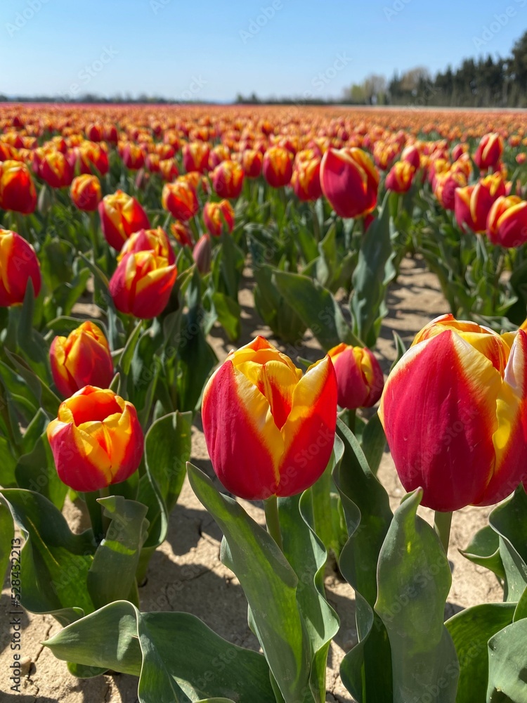 Fototapeta premium Tulipes, Vaucluse, France
