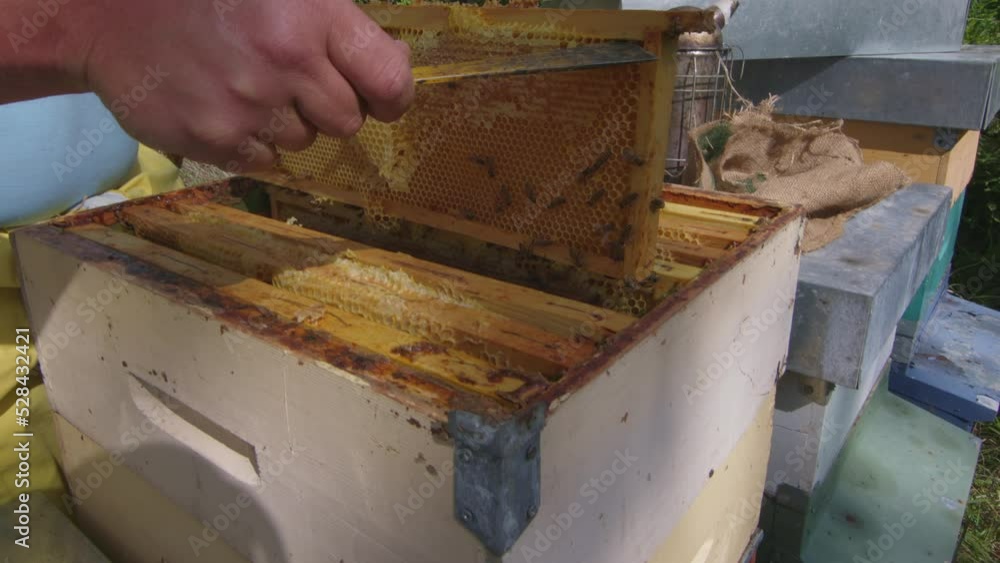 beekeeper extracting and checking the honeycomb in the bee hive beekeeper extracting and checking the honeycomb in the bee hive