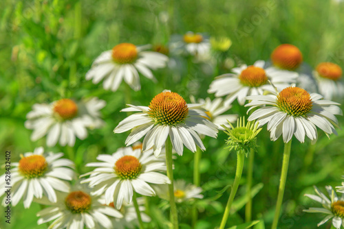 White coneflower on a background of green leaves.
