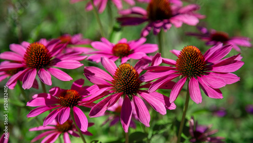 Purple coneflower on a background of green leaves.
