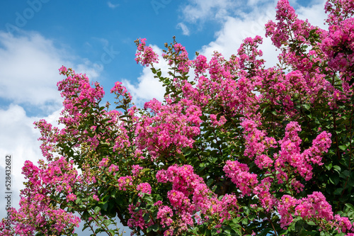 サルスベリの花
