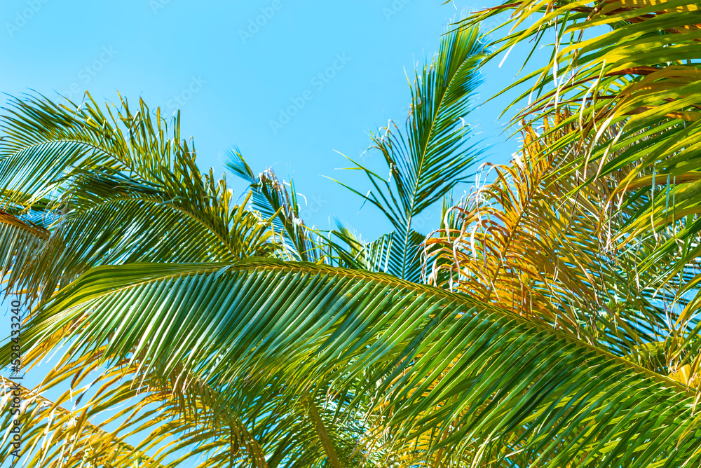 palm branches on the background of a bright blue sky, the concept of travel to tropical countries palm branches on the background of a bright blue sky, the concept of travel to tropical countries