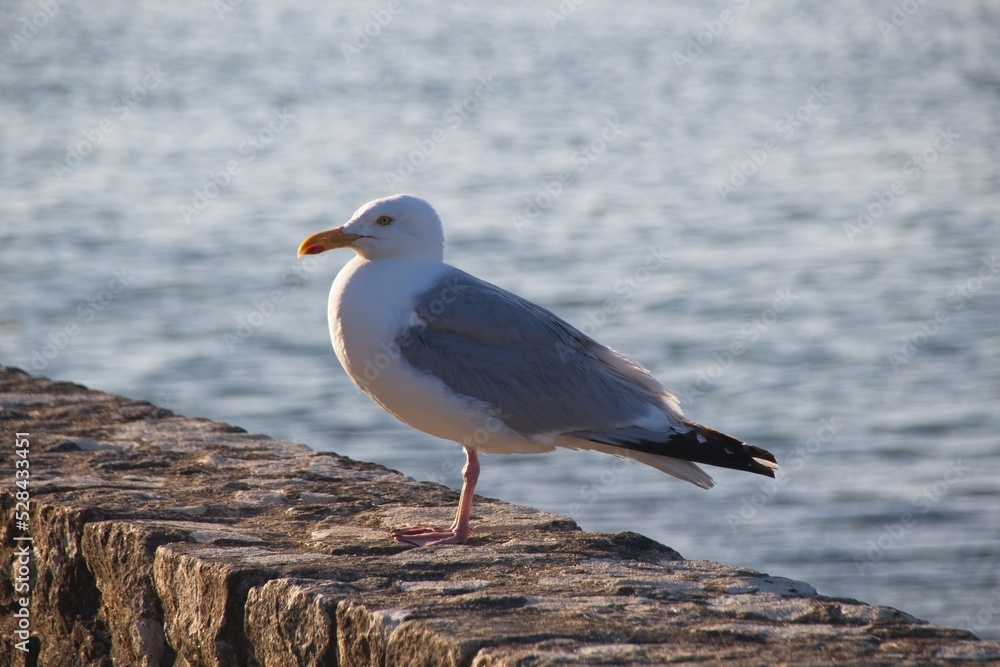 seagull on the beach seagull on the beach