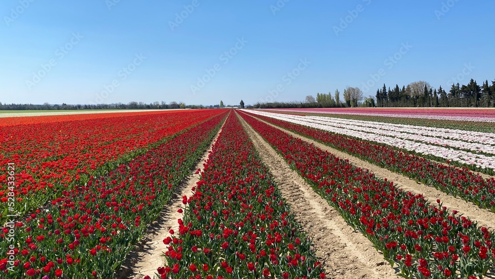 Tulipes, Vaucluse, France