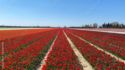 Tulipes, Vaucluse, France
