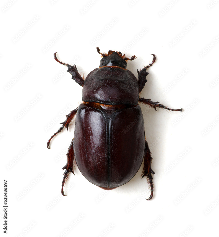 Beetle isolated on white Beetle isolated on white