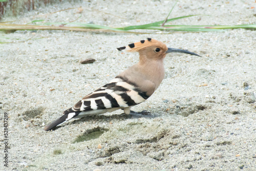 Eurasian hoopoe Bird sitting on the ground (Upupa epops) © CLICK ON THE WAY