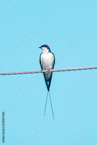 Wire-tailed swallow (Hirundo smithii) © CLICK ON THE WAY