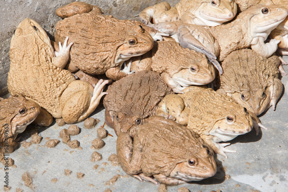 Frog in a cement pond. Frog in a cement pond.
