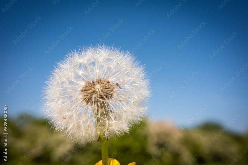 Naklejka premium single Dandelion flower