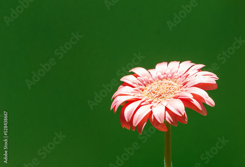 Gerbera flower on green background, close up, copy space.