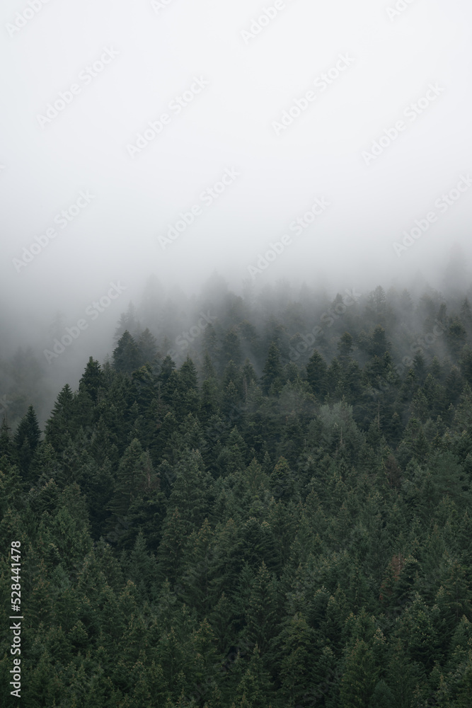 Forest pine tree landscape with fog and mist