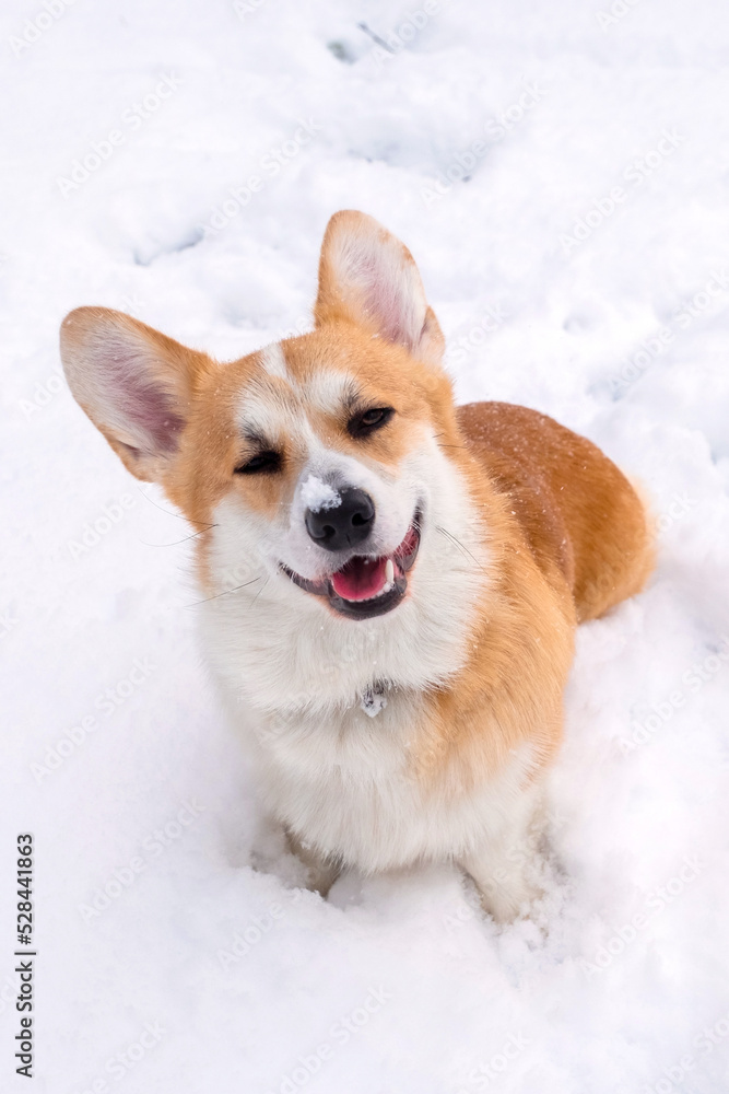 Welsh Corgi Pembroke in the winter forest. Winter walk. Outdoor fun. Cute corgi Welsh Corgi Pembroke in the winter forest. Winter walk. Outdoor fun. Cute corgi