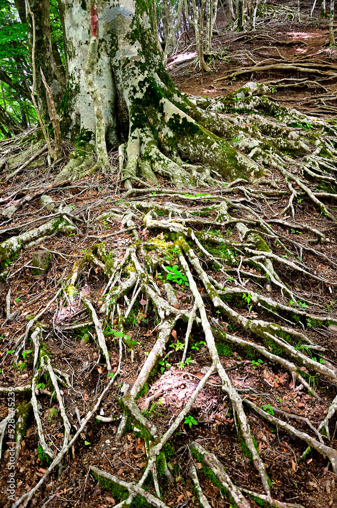 西丹沢の白クラノ頭 県界尾根の登山道に生えるブナの根
西丹沢の白クラノ頭 県界尾根の登山道に生えるブナの根