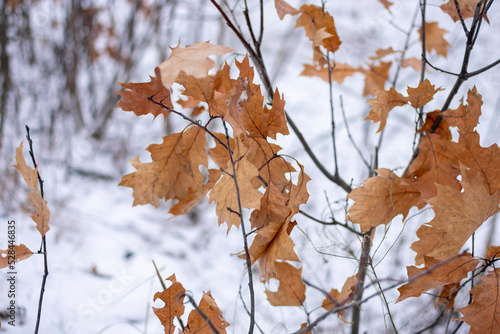 Autumn oak leaves on a background of snow. © Anatoliy