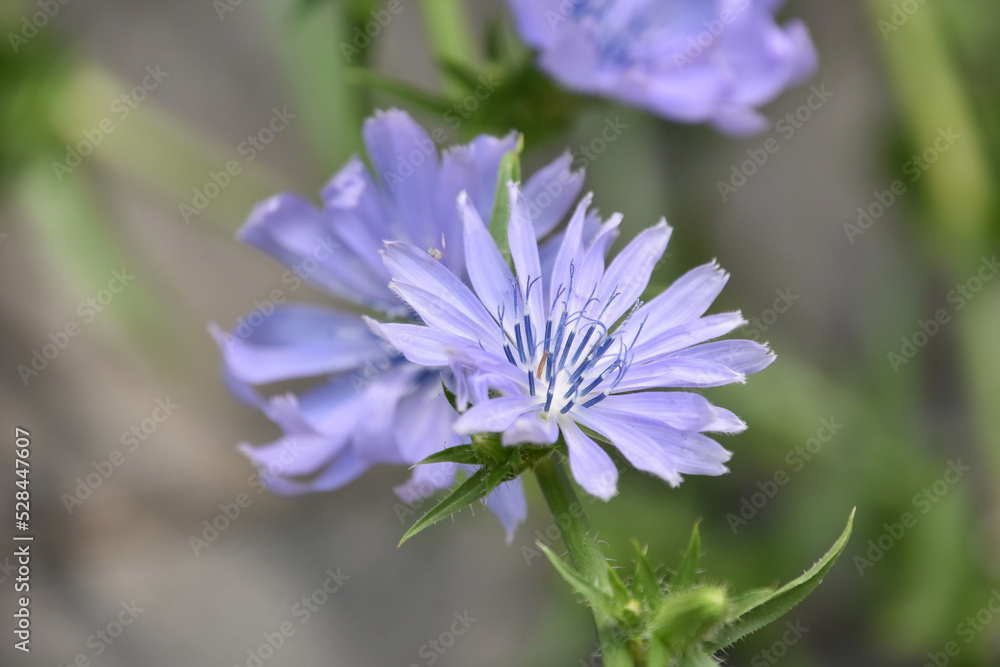 Beautiful Light Purple Chicory Flowers Blooming and Flowering Beautiful Light Purple Chicory Flowers Blooming and Flowering