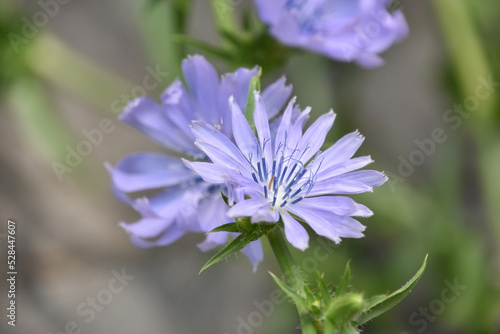 Beautiful Light Purple Chicory Flowers Blooming and Flowering