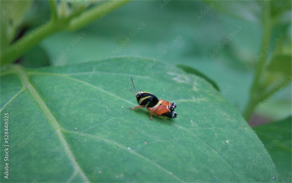 tiny grasshopper on leaf tiny grasshopper on leaf