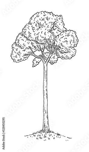Brazil nut tree with leaves. Vintage engraving vector black monochrome