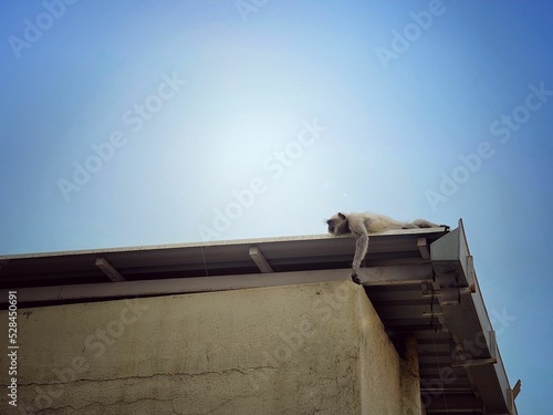 Photography Low angle shot of a monkey sleeping on a roof under a blue sky