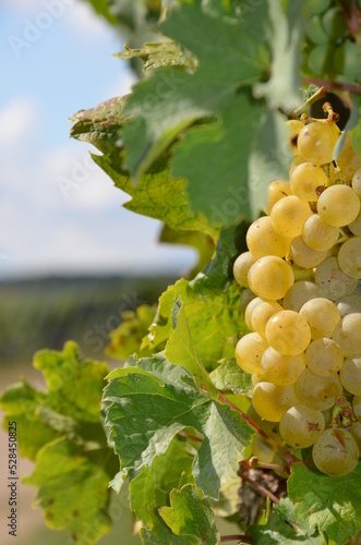 Close up of ripe grapes with leaves, blurred vineyard background