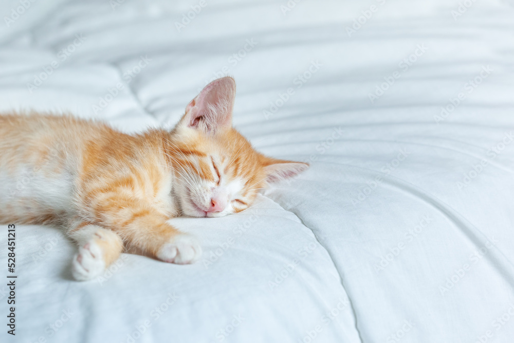 Cute ginger kitten sleeping on a white blanket. Adorable littlestriped red kitty. Concept of relax domestic pets.