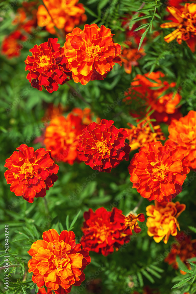 Orange and red marigolds grow in summer floral ornamental garden. Colorful flowers grows on flowerbed. Abstract autumn natural background