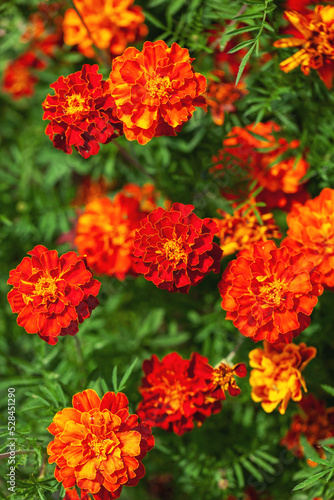 Orange and red marigolds grow in summer floral ornamental garden. Colorful flowers grows on flowerbed. Abstract autumn natural background © Volha Zaitsava