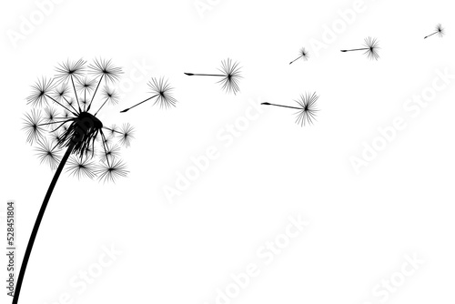 Silhouette of a simple single dandelion photo