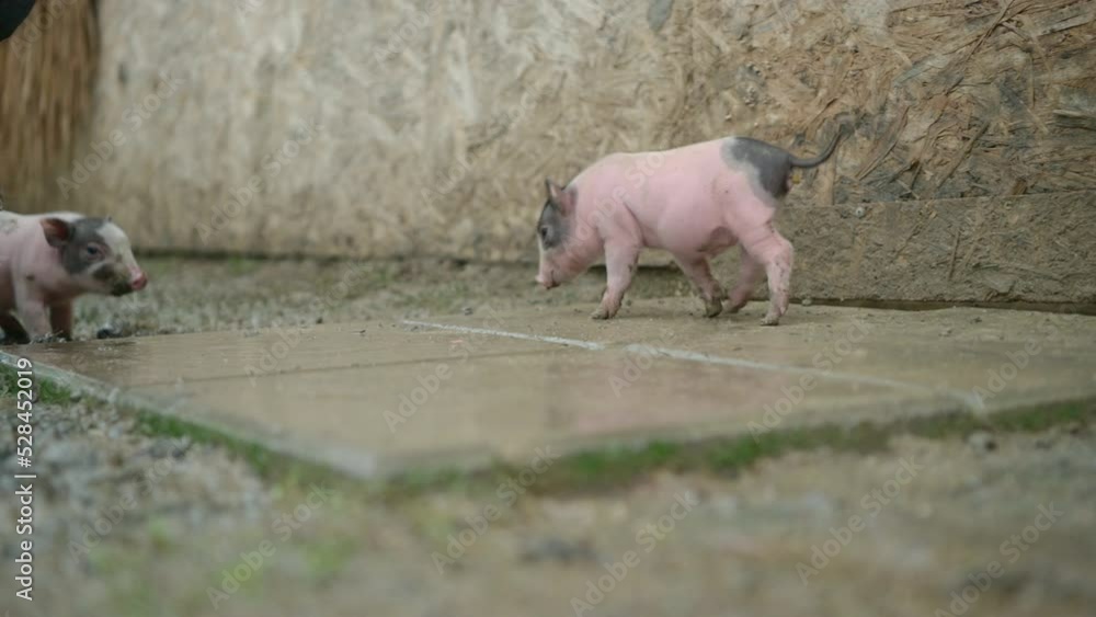 Mother pig and little cubs looking for food after resting and sleeping all night