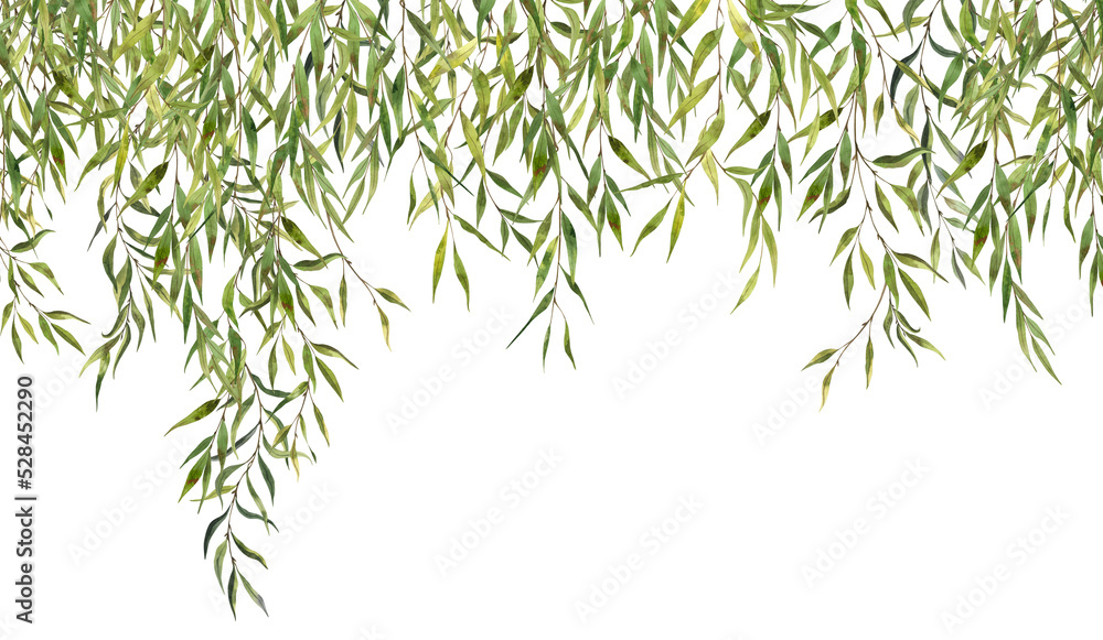 Watercolor Willow leaves isolated on white background - obrazy, fototapety, plakaty 