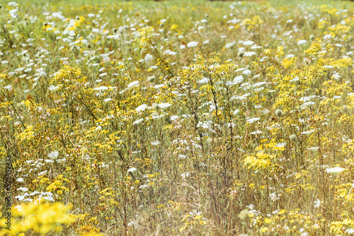 Natural summer grasses and wildflowers, meadow herbs and field bloom plants, wild blossom, white and yellow flower outdoor, nature aesthetics summer scene, wild growth grass, selective