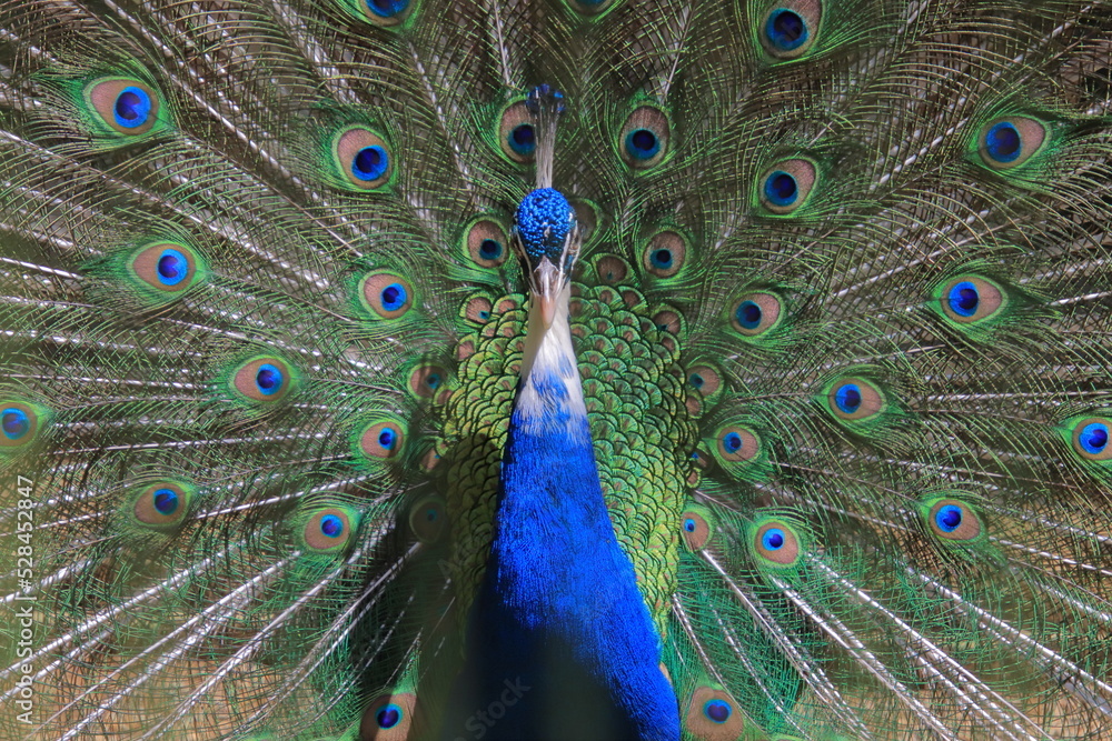 Naklejka premium 羽を広げるクジャク