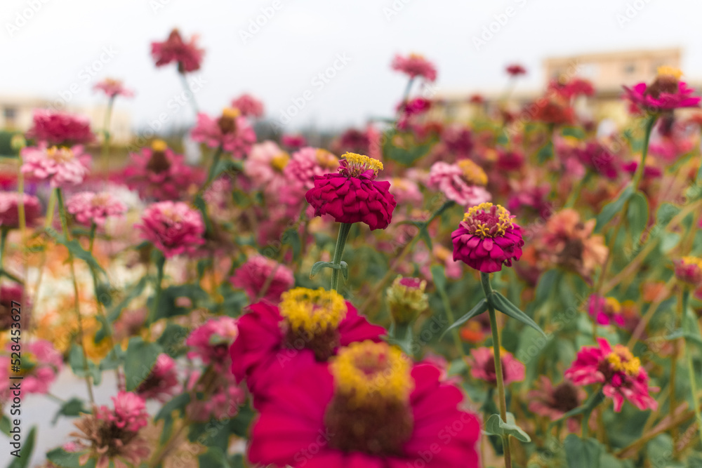 Beautiful shot of multicolored zinnia elegans in the field,with selective focus, high-quality background.