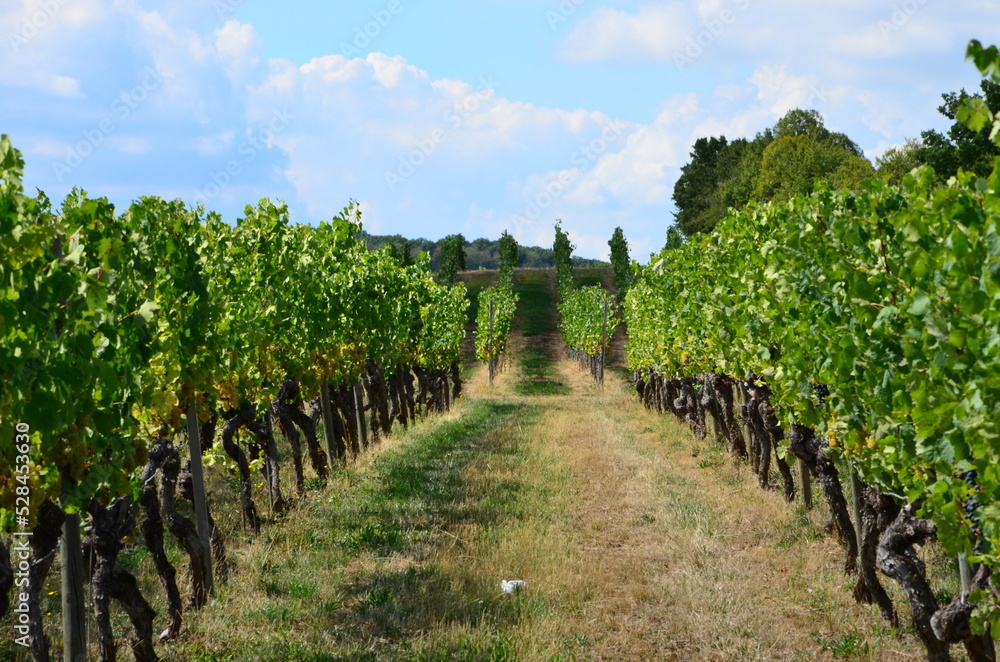 Vineyard scenery, blue sky with clouds background Vineyard scenery, blue sky with clouds background