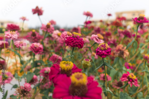 Beautiful shot of multicolored zinnia elegans in the field,with selective focus, high-quality background.