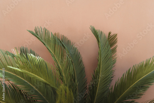palm tree leaves at pastel backround