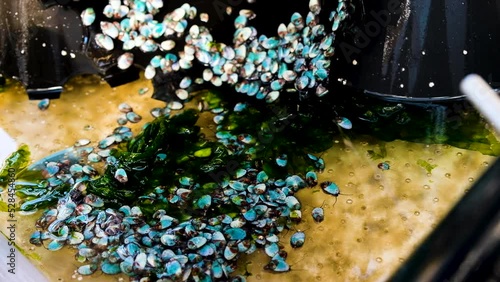 Hundreds of baby abalone crawling around in tank; aquaculture South Africa photo