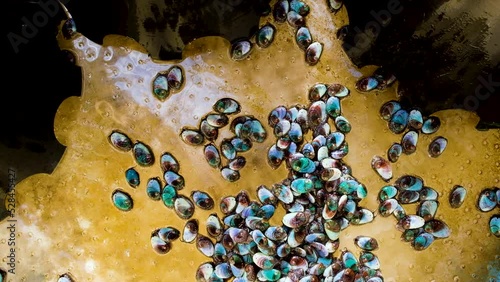 Colorful abalone spat crawls around empty tank; Hermanus aquafarm photo