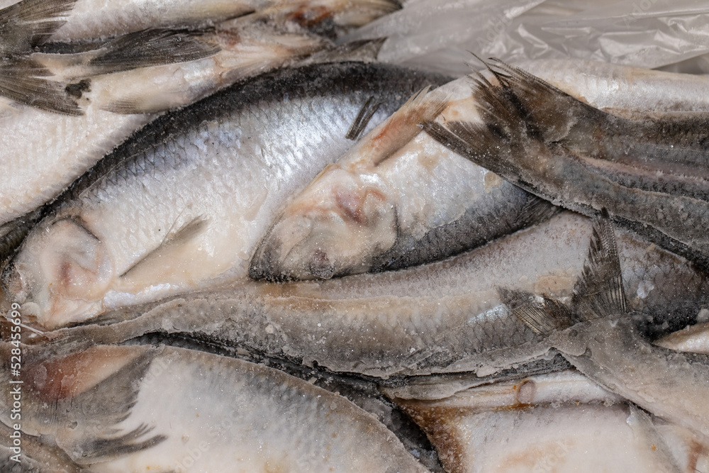 Frozen large herring, ice block of herring fish.Frozen background or texture