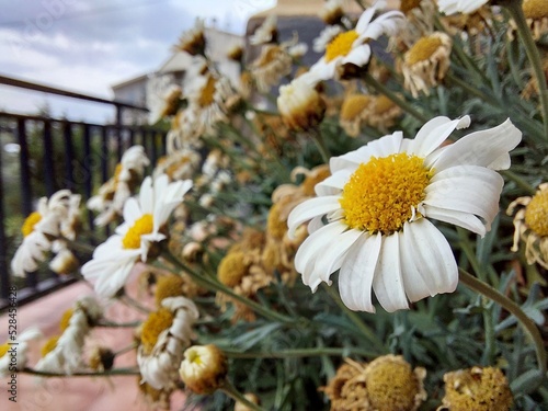 Margaritas marchitas