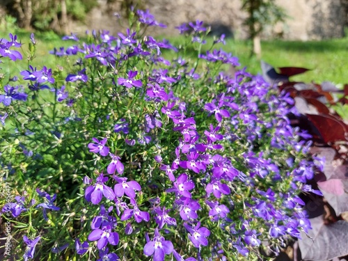 Grupito de flores tomando el sol