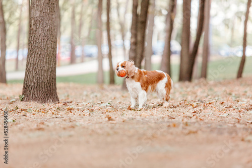 Fototapeta Naklejka Na Ścianę i Meble -  Cavalier King Charles Spaniel puppy dog. Fall. Autumn season. Dog on walk