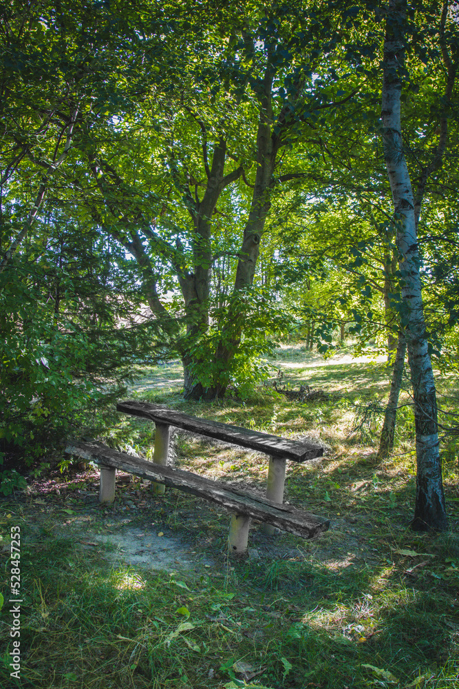 Old wooden bench in a rural orchard, natural countryside park in the light of the rising sun, Podkarpackie County, Poland